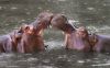 1280px-Hippopotamus_amphibius_Whipsnade_Zoo.jpg